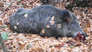 2020 2021 AV SEZONU DOMUZ AVLARIN,DAN MÜKEMMEL VURUŞ ANLARI  PERFECT WILD BOAR HUNTS