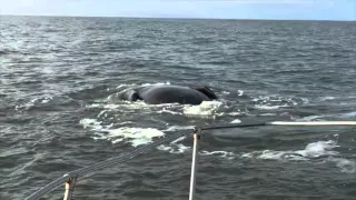 Fall Whaling