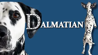 DALMATIAN - The spotted dog´s  complete guide
