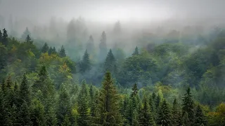 힘든 시기를 보내고 있는 당신께, ☔️ Calm Piano Music & Rain Sounds