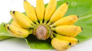 Historia del cultivo del Murrapo - Banana baby- TvAgro por Juan Gonzalo Angel