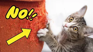 How to Stop Your Cat From Scratching Furniture (10 Methods)