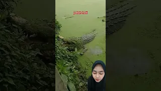 Buaya kena prank ⁉️ #shorts