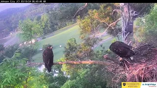 JC Nest Cam JC23 takes the leap to NHB JC24's reaction adorable 2024 05 10