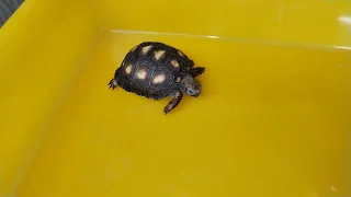 🔥CUIDADOS DE TORTUGAS DE TIERRA BEBES 2023🔥