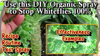The Best DIY Organic Spray 2 Stop Whiteflies: Recipe, Routine, Demonstration of Effectiveness & More