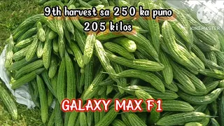 Ampalaya farming || bittergourd || 9th harvest GALAXY MAX F1