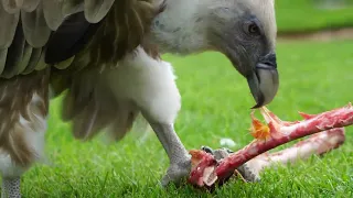 Enriquecimiento ambiental especial para un buitre leonado en BIOPARC Valencia