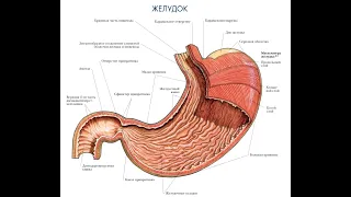 Строение и функции  желудка