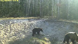 Мама и малыш: медведи из "Брянского леса"