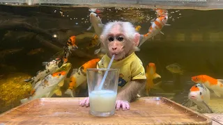 Monkey Bibi went to the cafe then helps dad cook eggplant with eggs