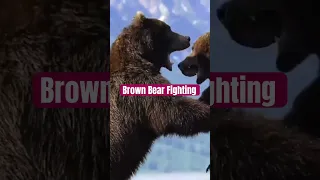 Intense battle between 2 HUGE ferocious bears