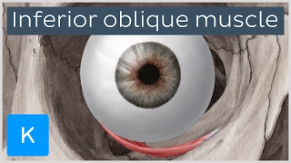 Inferior oblique muscle of the eye - Human Anatomy | Kenhub