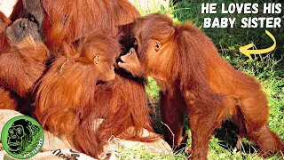 Baby Orangutan Gets Kisses From Her Big Brother #heartwarming