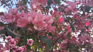 Футаж.Background.Цветёт Сакура.Sakura blossoms