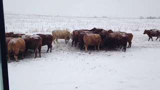 Just feeding cows in January in N.D. And the Weather!!!!!!!!!!!!!