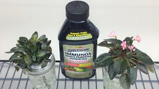 African Violets - POWDERY MILDEW - Symptoms, Treatment, Prevention