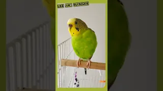 Most beautiful Female Budgie Chirping And Singing!