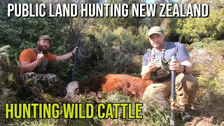 Shooting Wild Cattle  in the Public Land of New Zealand