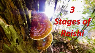 3 Stages of Reishi Mushroom Development. Identifying wild medicinal mushrooms #shorts