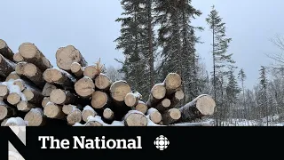 The international push to stop Canadian boreal deforestation