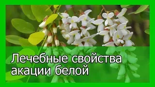 Лечебные свойства акации белой