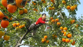 Harvesting "ORANGE APPLE" Goes to market sell - Take care ducks, pigs | Phuong Daily Harvesting