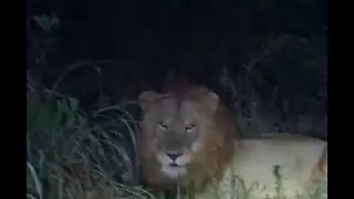 2 Gomondwane lions escaped from Kruger & walked in to a lodge | before being Darted & Relocated