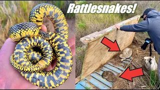 Finding BRIGHT Yellow King Snakes on Rattlesnake Island!