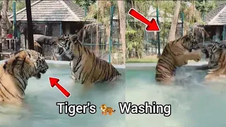 Usa 🇺🇸 Tigers 🐅 🐯 Washing Trend Video 😱 American People with Tiger English