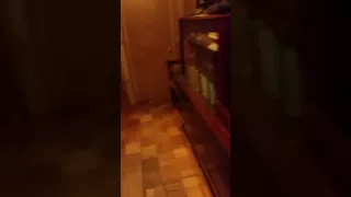 Бонд (not vine)