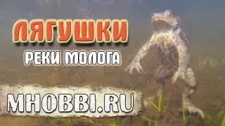 Лягушки реки Молога