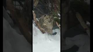 Снежный барс Ермак /snow leopard Ermak #снежныйбарс #snowleopards #snowleopard  #bigcat #irbisrk