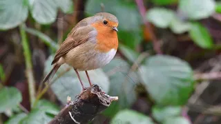 Robin