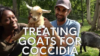 Treating COCCIDIA In GOATS & Keeping CHICKENS SAFE!