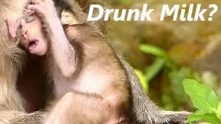 Newborn Baby Jilla Monkey More Feeding Milk | Look Jilla Drunk Milk? | Sounds Monkey