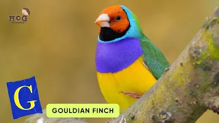 ABC Birds Song | Real Animals Song | Learn English, Alphabets and Animals for Kids #abcd