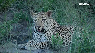 WildEarth - Sunset Safari -  26 March 2024