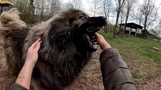 ОН НАПАЛ НА МЕНЯ ! К ПОПОЛНЕНИЮ ГОТОВ ! ЛУЧШИЕ ПОИЛКИ ДЛЯ ПТИЦЫ ! ХУТОР В ЛЕСУ №321