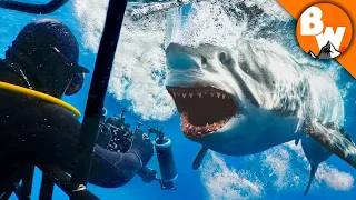 Entering Kill Zone with Great White Sharks!