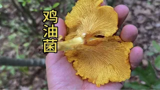 鸡油菌野生菌中的颜值天花板