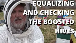 Equalizing and checking the boosted hives