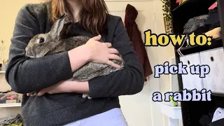 How to Pick Up a Nervous Rabbit