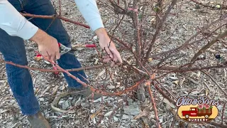 Apricot Winter Pruning