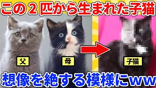 【2ch動物スレ総集編】この2匹から生まれた子猫→想像を絶する模様にｗｗｗｗｗ