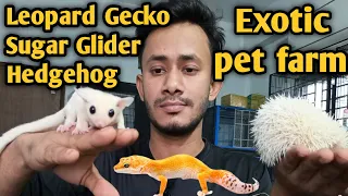 Leopard Gecko in bd |Sugar Glider in bd | Hedgehog in bd|Syrian Hamsters| Exotic Pets in bangladesh