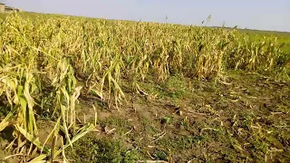 Урожай кукурузы в этом году