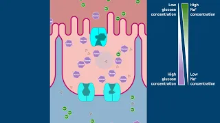 Carrier proteins and glucose uptake