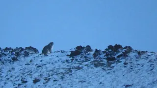 Эколог встретил снежного барса в горах Алтая