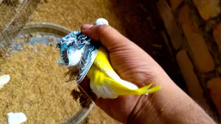 Catching new baby budgies bird from colony